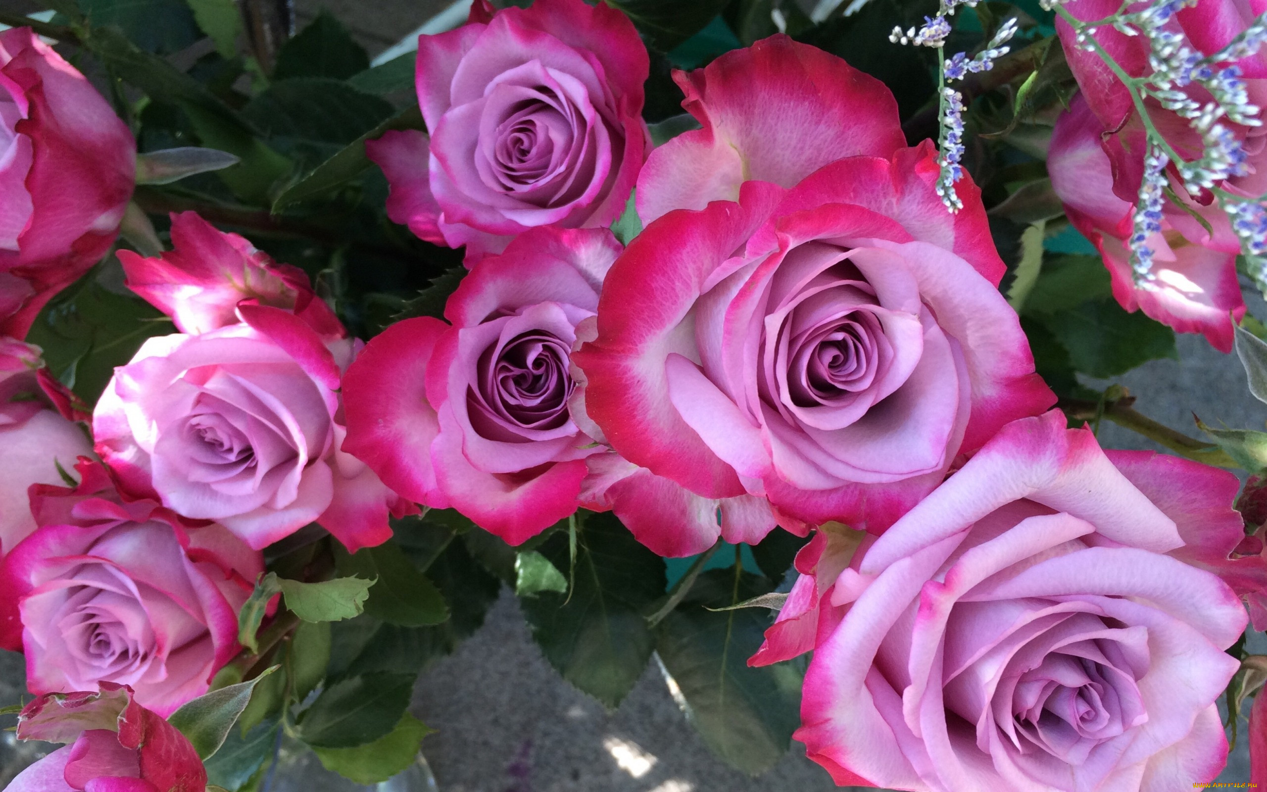 Двухцветные розовые розы